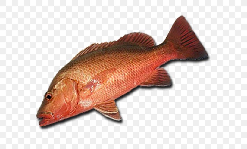 Northern Red Snapper Fish Products 09777 Tilapia Barramundi, PNG, 660x495px, Northern Red Snapper, Animal Source Foods, Barramundi, Fish, Fish Products Download Free