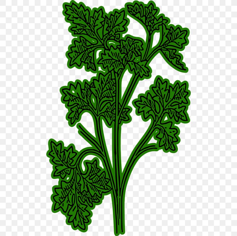 Parsley Root Herb Chervil Clip Art, PNG, 500x815px, Parsley Root, Chervil, Flora, Flower, Flowering Plant Download Free