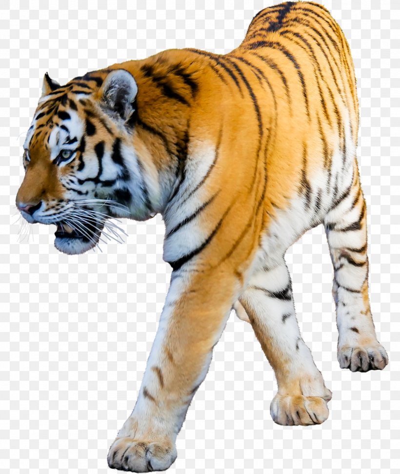Cat Lion Siberian Tiger Bengal Tiger Clip Art, PNG, 1296x1536px, Cat, Animal, Animal Figure, Bengal Tiger, Big Cat Download Free