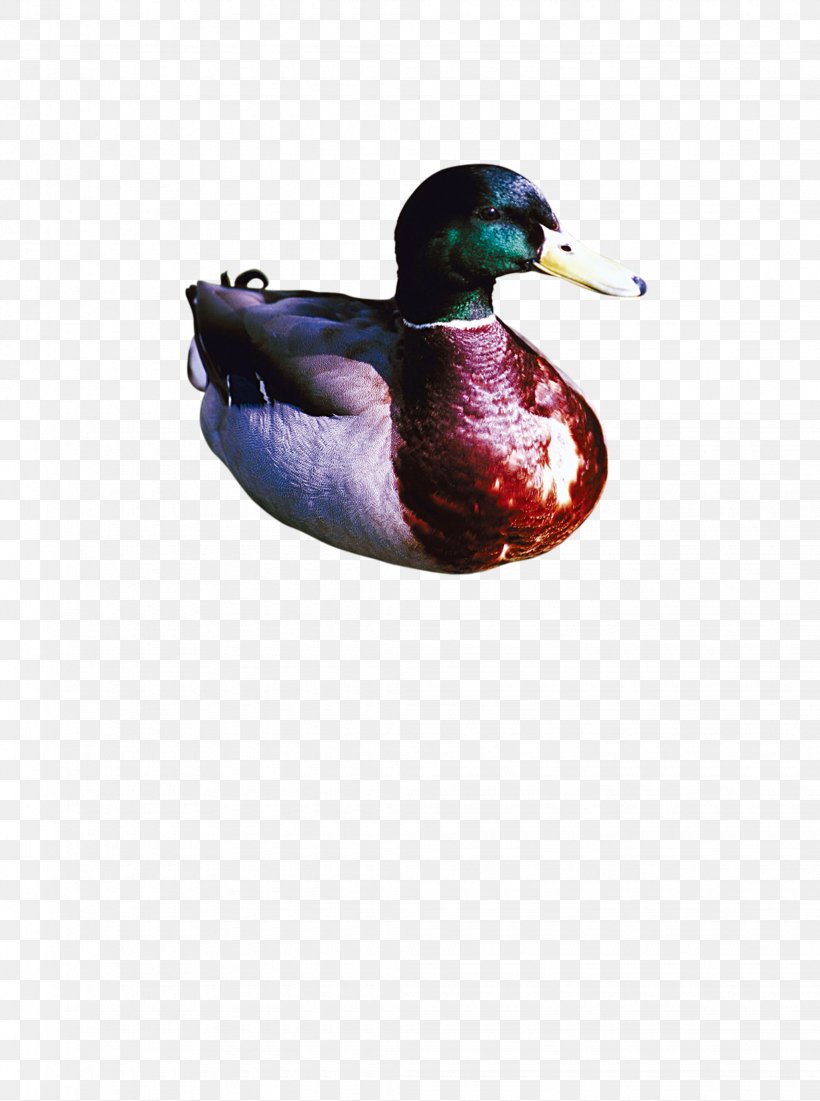 Mallard Salted Duck Egg Peking Duck Bird, PNG, 2045x2748px, Mallard, Beak, Bird, Dragon Boat Festival, Duck Download Free