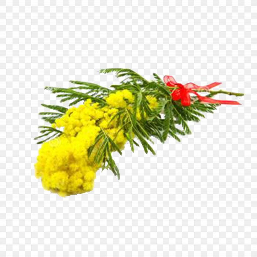 Acacia Dealbata Royalty-free Photography Flower, PNG, 7087x7087px, Acacia Dealbata, Acacia, Branch, Cut Flowers, Floral Design Download Free