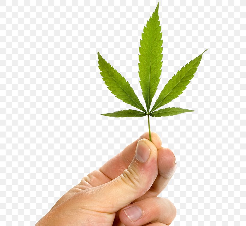 Cannabis Ruderalis Medical Cannabis Medicine Tetrahydrocannabinol, PNG, 584x756px, Cannabis, Alternative Medicine, Cannabidiol, Cannabis Cultivation, Cannabis Ruderalis Download Free