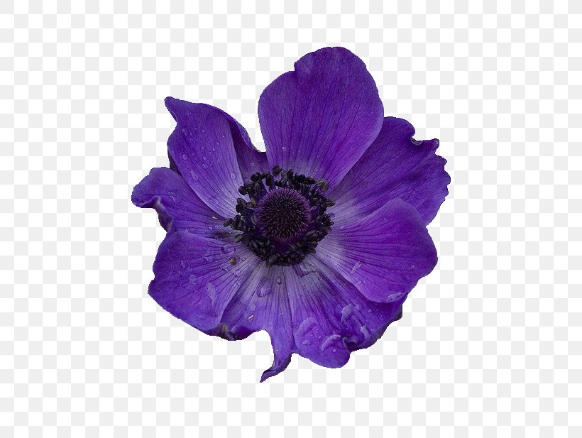 Flower Purple Violet, PNG, 500x617px, Flower, Anemone, Annual Plant, Blue, Blume Download Free