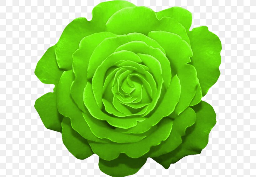 Garden Roses Green Cut Flowers Color, PNG, 600x566px, Garden Roses, Annual Plant, Color, Cut Flowers, Drawing Download Free