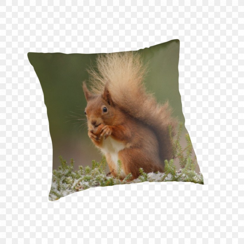 Squirrel Throw Pillows Cushion Whiskers, PNG, 875x875px, Squirrel, Cushion, Fauna, Mammal, Pillow Download Free