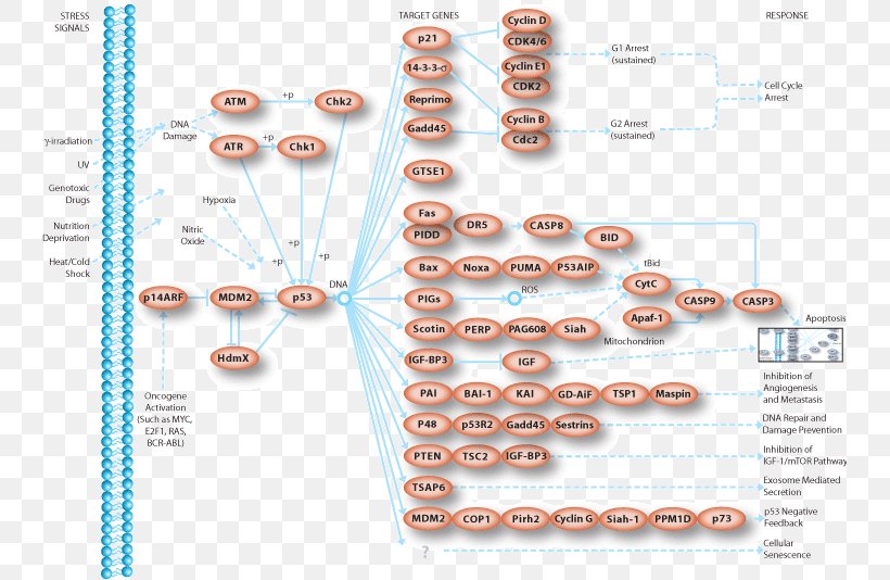 P53 Biochemistry Piwi-interacting RNA Cell Gene Silencing, PNG, 741x534px, Biochemistry, Adenosine Triphosphate, Apoptosis, Biology, Body Jewelry Download Free