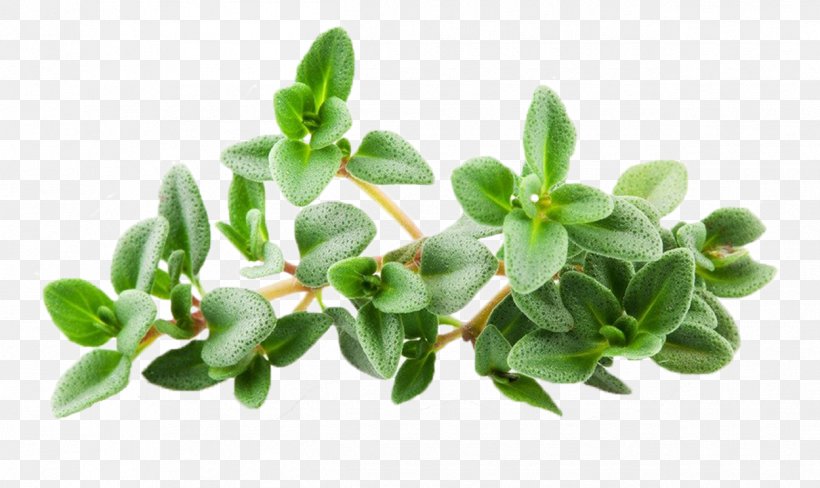 Breckland Thyme Stock.xchng Stock Photography Royalty-free, PNG, 1250x744px, Breckland Thyme, Essential Oil, Flowerpot, Herb, Istock Download Free