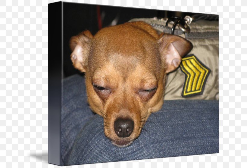 Dog Breed Chihuahua Puppy Miniature Pinscher Imagekind, PNG, 650x560px, Dog Breed, Art, Breed, Canvas, Carnivoran Download Free