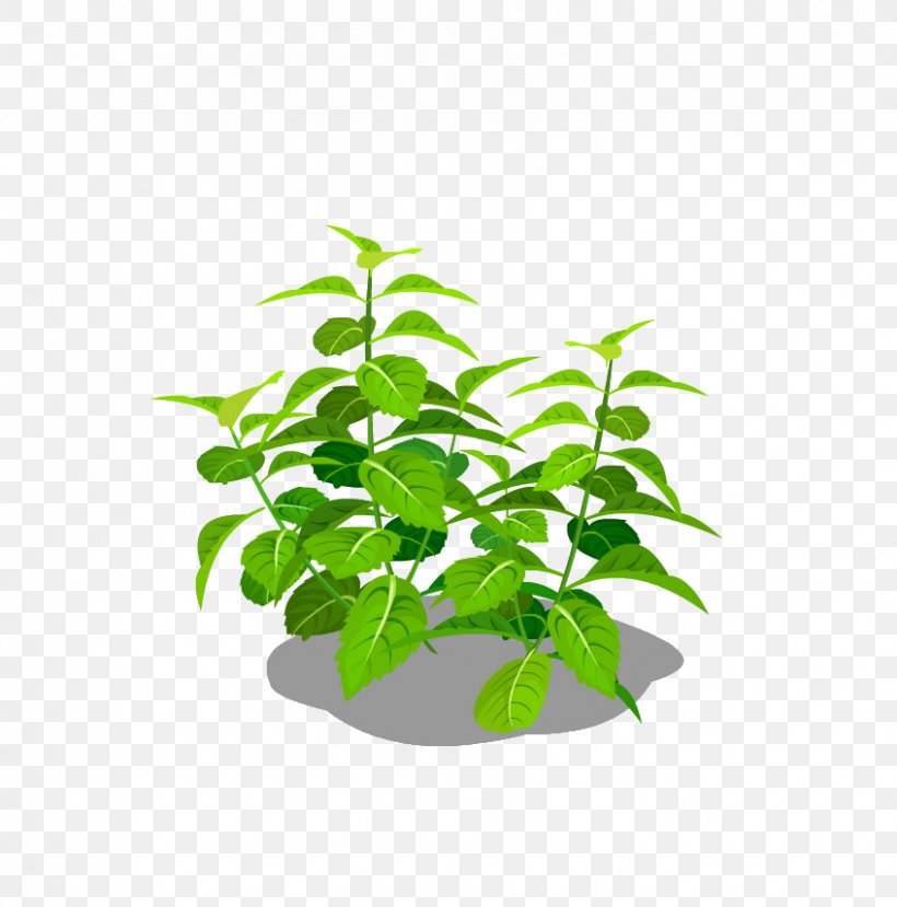 Mint Download, PNG, 847x857px, Mint, Branch, Flowerpot, Grass, Green Download Free