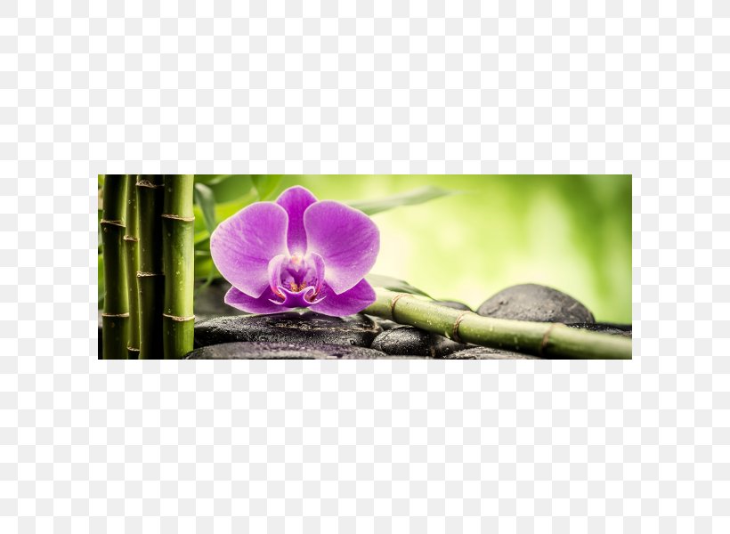 Orchids Canvas Glass Glasbild Kunstdruck, PNG, 600x600px, Orchids, Canvas, Color, Flora, Flower Download Free