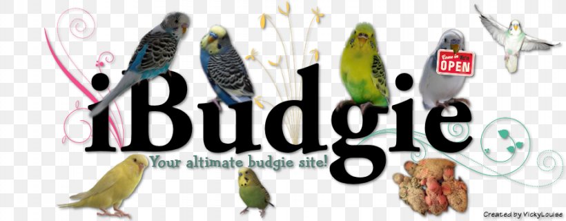 The Budgerigar Parakeet Bird Beak, PNG, 920x360px, Budgerigar, Avian Influenza, Beak, Bird, Brand Download Free
