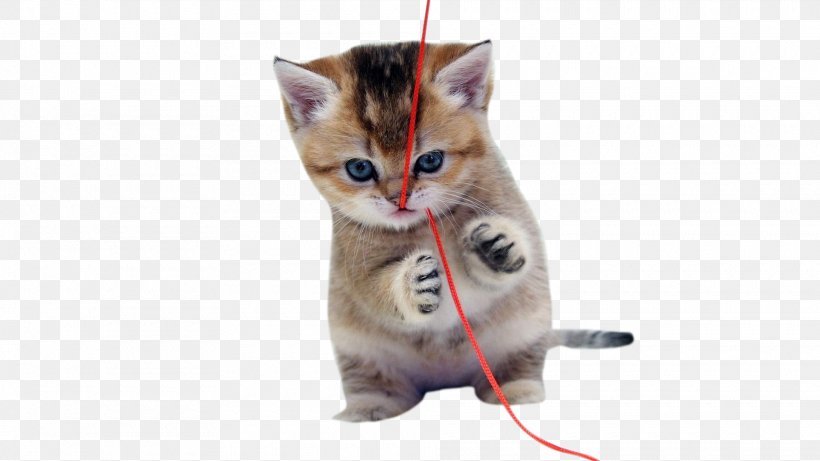 Cat Kitten Dog Cuteness Puppy, PNG, 1920x1080px, Cat, Animal, Carnivoran, Cat Like Mammal, Cat Play And Toys Download Free