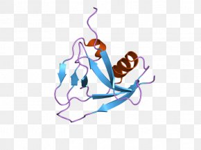 CD5 T Cell Cluster Of Differentiation B Cell CD4 PNG