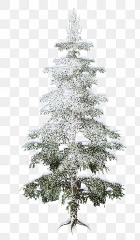 Forest - Spruce Forest Christmas Tree Fir PNG