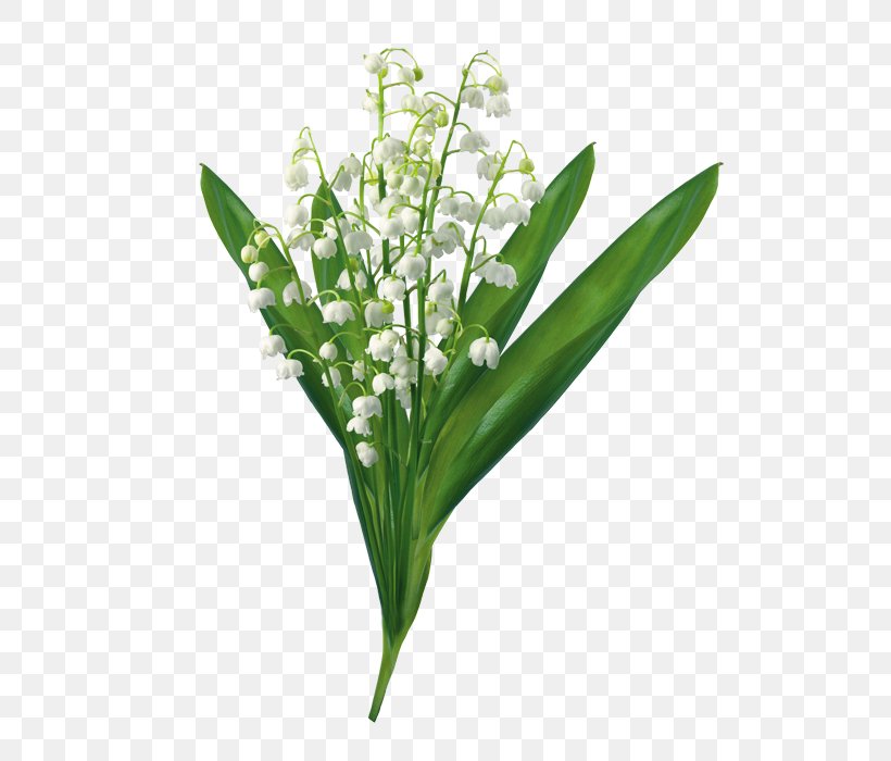 Lily Of The Valley Clip Art, PNG, 535x700px, Lily Of The Valley, Arumlily, Calla Lily, Cut Flowers, Drawing Download Free