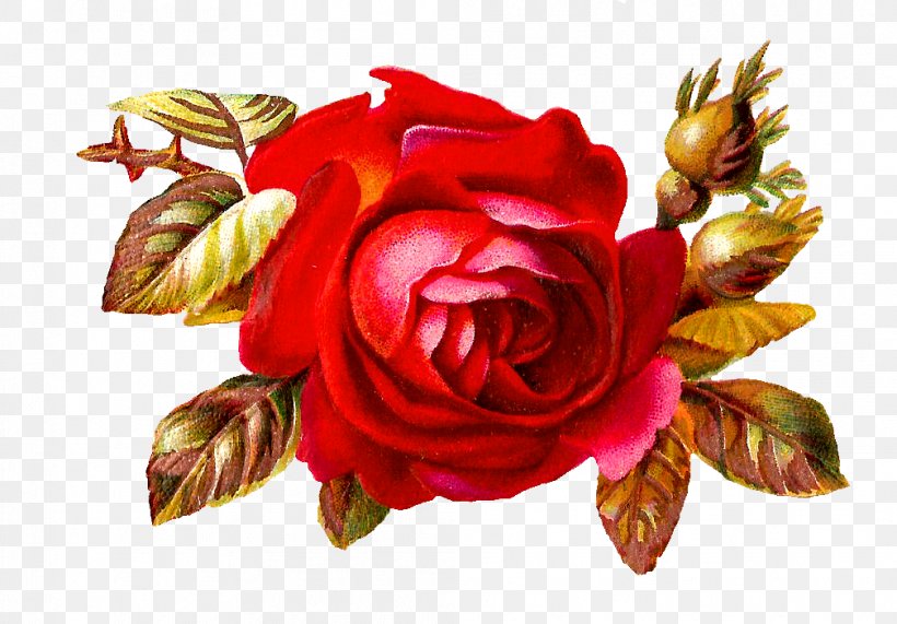 Rose Flower Clip Art, PNG, 1008x702px, Watercolor, Cartoon, Flower, Frame, Heart Download Free