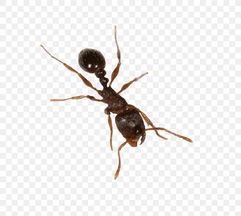 Ant Cartoon, PNG, 768x735px, Ant, Ant Colony, Ant Eggs, Army Ant, Carpenter Ant Download Free