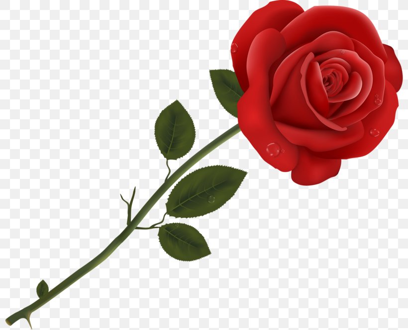 Clip Art Image Rose Transparency, PNG, 800x664px, Rose, Collage, Cut Flowers, Floral Design, Flower Download Free