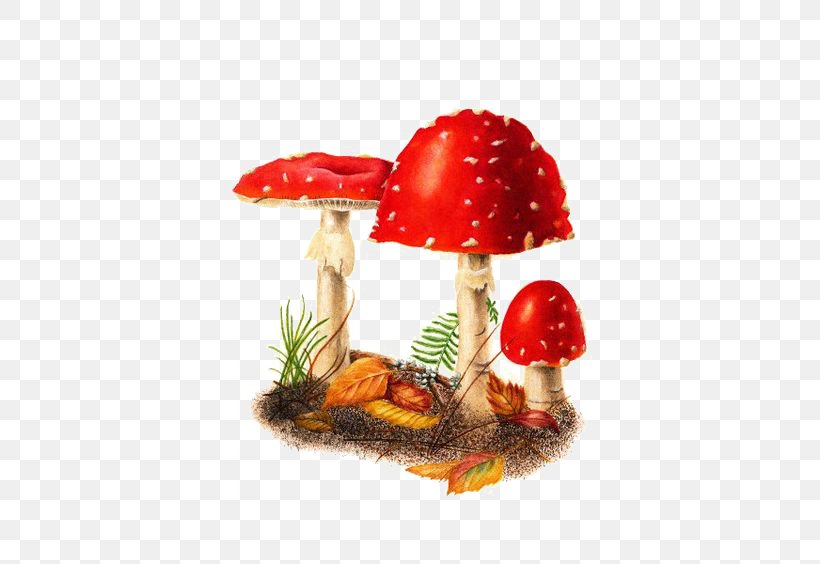Amanita Muscaria Edible Mushroom Watercolor Painting, PNG, 564x564px, Amanita Muscaria, Amanita, Amanitaceae, Botanical Illustration, Common Mushroom Download Free