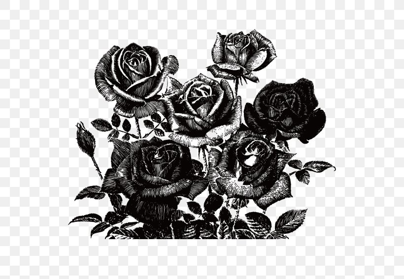 Black Rose Drawing, PNG, 567x567px, Drawing, Blackandwhite, Botany, Bud, Floribunda Download Free