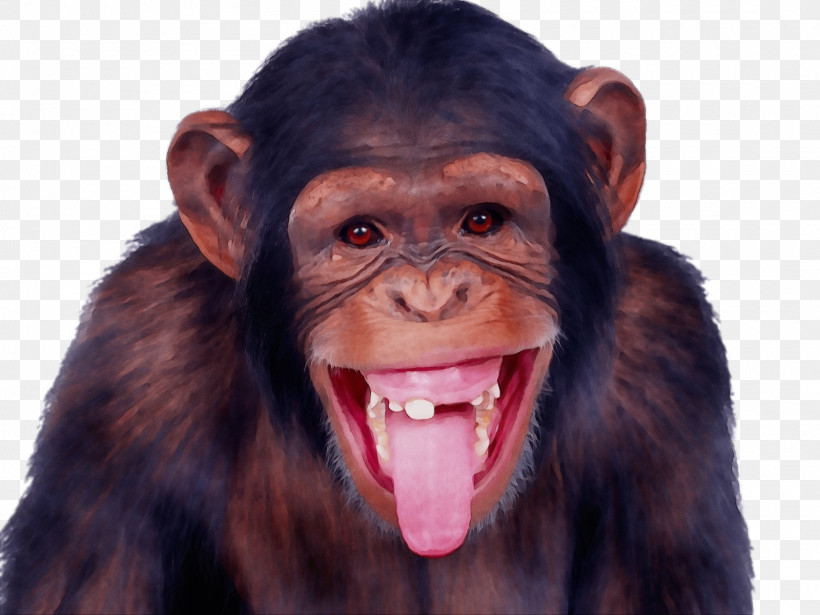 Chimpanzee Monkey Hanger Skunk Ape, PNG, 1600x1200px, Watercolor, Chimpanzee, Monkey Hanger, Paint, Skunk Ape Download Free