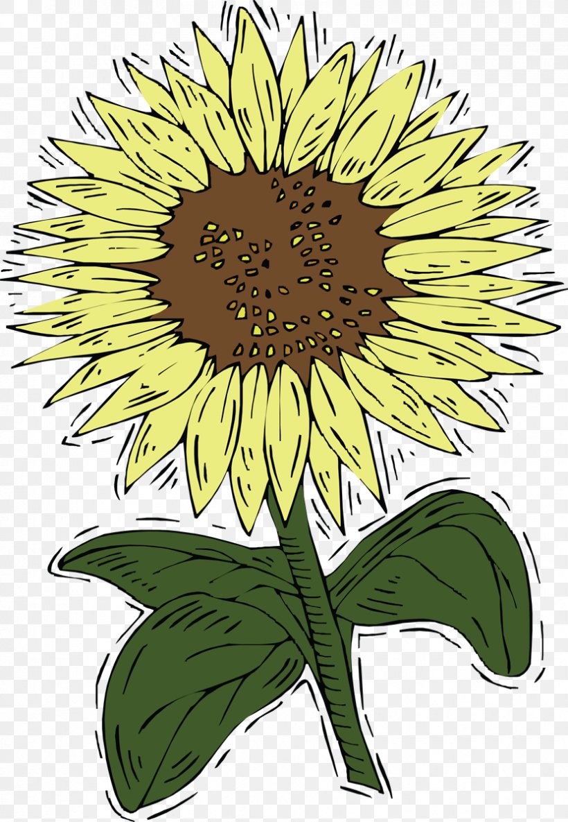 Common Sunflower Clip Art, PNG, 830x1200px, Common Sunflower, Animation, Chrysanths, Daisy, Daisy Family Download Free