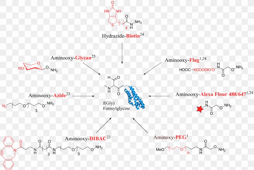Formylglycine-generating Enzyme Aldehyde Tag Hydrazide Schiff Base, PNG, 2776x1865px, Formylglycinegenerating Enzyme, Aldehyde, Aldehyde Tag, Area, Cysteine Download Free