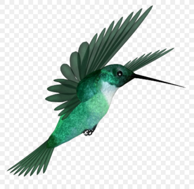 Hummingbird, PNG, 800x800px, Hummingbird, Beak, Bird, Blog, Fauna Download Free