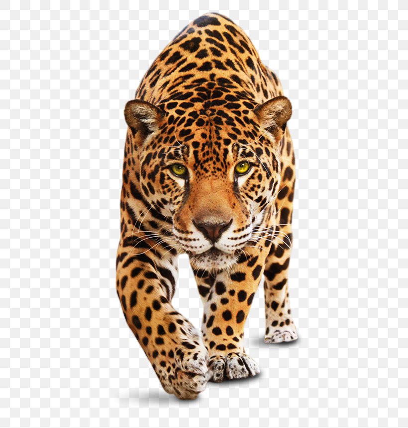 Leopard Jaguar Tiger Felidae Cheetah, PNG, 514x861px, Leopard, African Leopard, Animal Figure, Big Cats, Black Panther Download Free