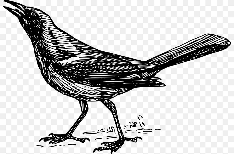 Bird Cornell Lab Of Ornithology Zoology Clip Art, PNG, 800x543px, Bird, Beak, Biology, Birdwatching, Black And White Download Free