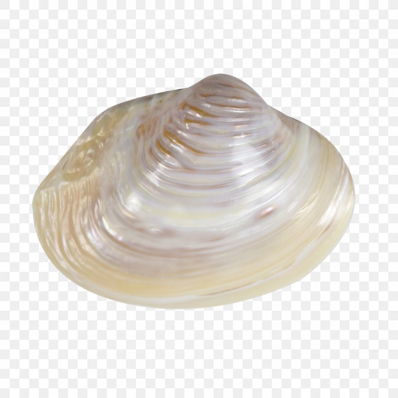 Clam Seashell Mussel Conchology Sea Snail, PNG, 1100x1100px, Clam, Abalone, Baltic Clam, Clams Oysters Mussels And Scallops, Cockle Download Free