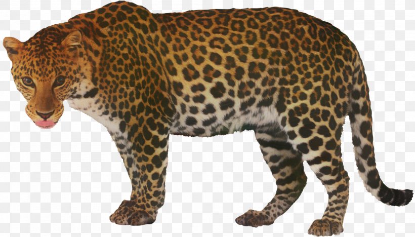 Leopard Black Panther Clip Art Cheetah, PNG, 2019x1154px, Leopard, African Leopard, Animal Figure, Big Cats, Black Panther Download Free