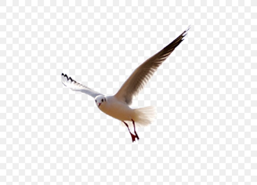 Seabird Gulls Web Design, PNG, 600x590px, Bird, Animal, Beak, Charadriiformes, Common Gull Download Free