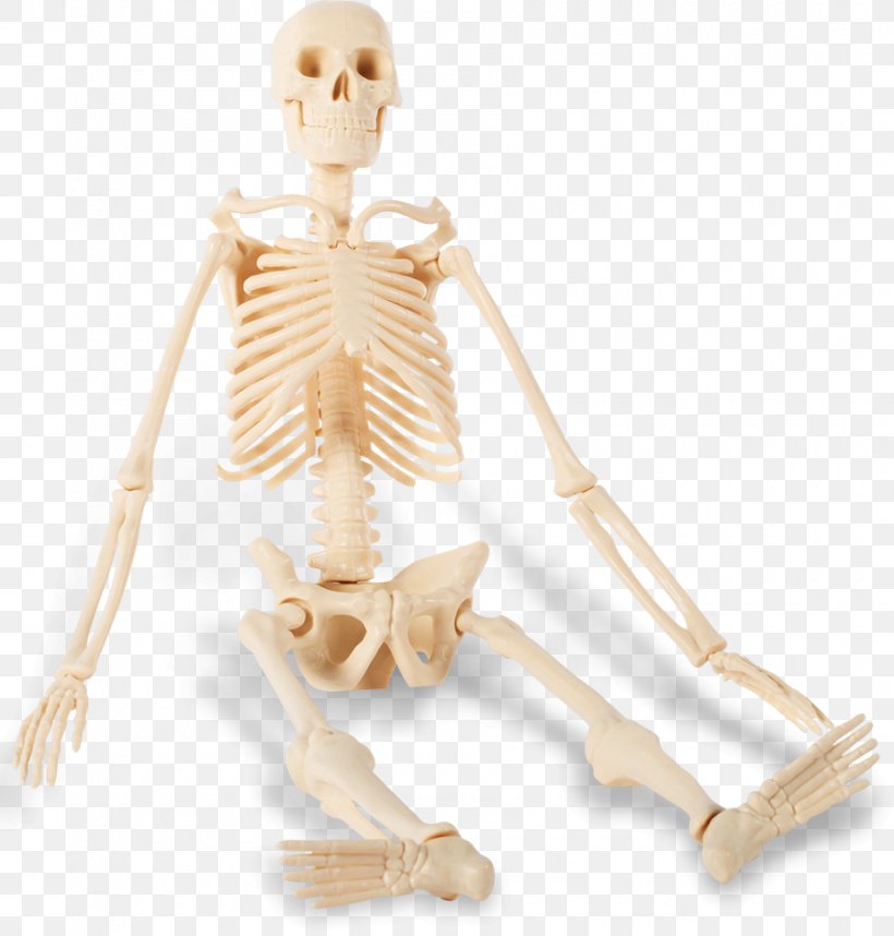 The Human Skeleton Bone Sitting, PNG, 900x942px, Watercolor, Cartoon, Flower, Frame, Heart Download Free