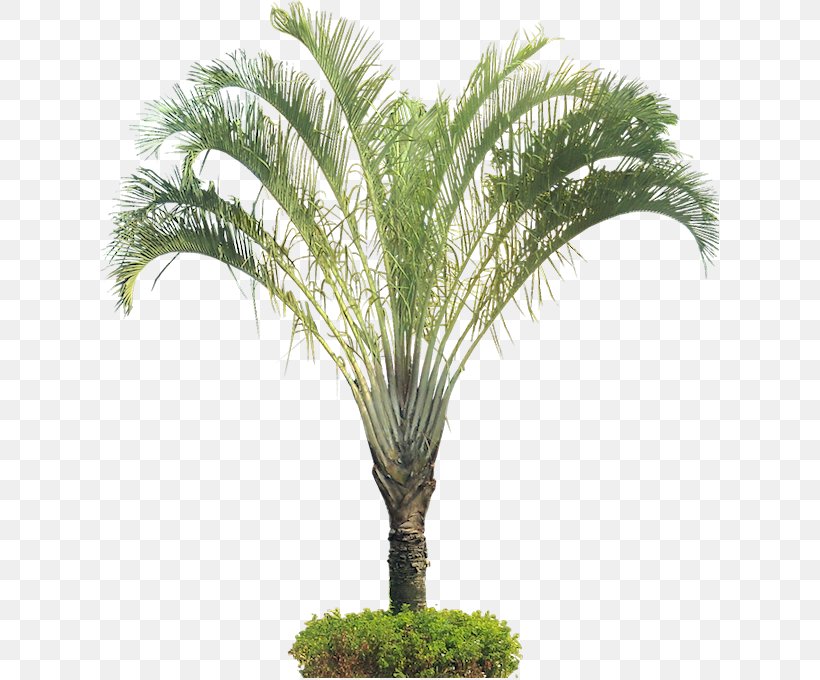 Arecaceae Dypsis Decaryi Tree Houseplant, PNG, 619x680px, Arecaceae, African Oil Palm, Arecales, Attalea, Attalea Speciosa Download Free