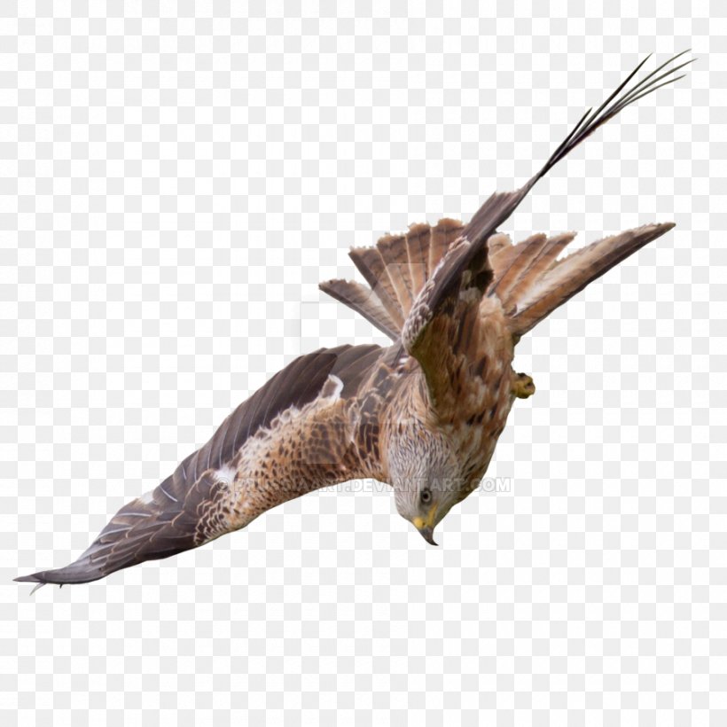 Bird Of Prey Buzzard Flight Falcon, PNG, 900x900px, Bird, Animal, Beak, Bird Of Prey, Buzzard Download Free