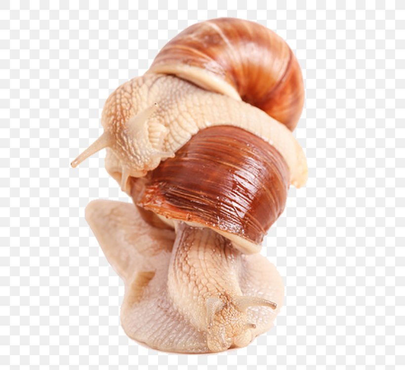 Burgundy Snail Cornu Aspersum Euclidean Vector, PNG, 750x750px, Burgundy Snail, Caracol, Cornu Aspersum, Freshwater Snail, Gastropod Shell Download Free