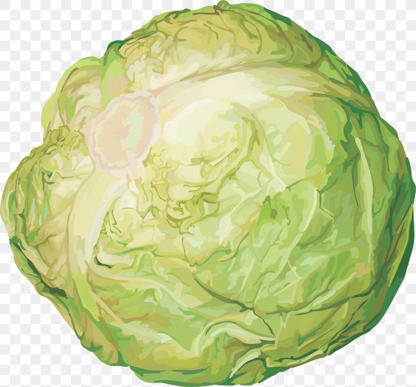 Cabbage Stew Red Cabbage Food, PNG, 3499x3263px, Cabbage, Cauliflower, Food, Image File Formats, Kohlrabi Download Free