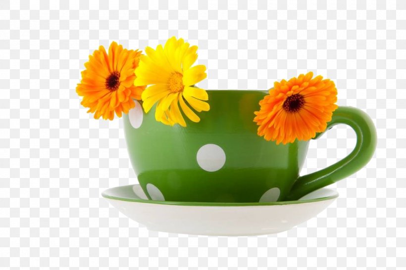 Coffee Cup Green Marigold Photography, PNG, 1000x667px, Coffee, Calendula, Coffee Cup, Cup, Daisy Family Download Free