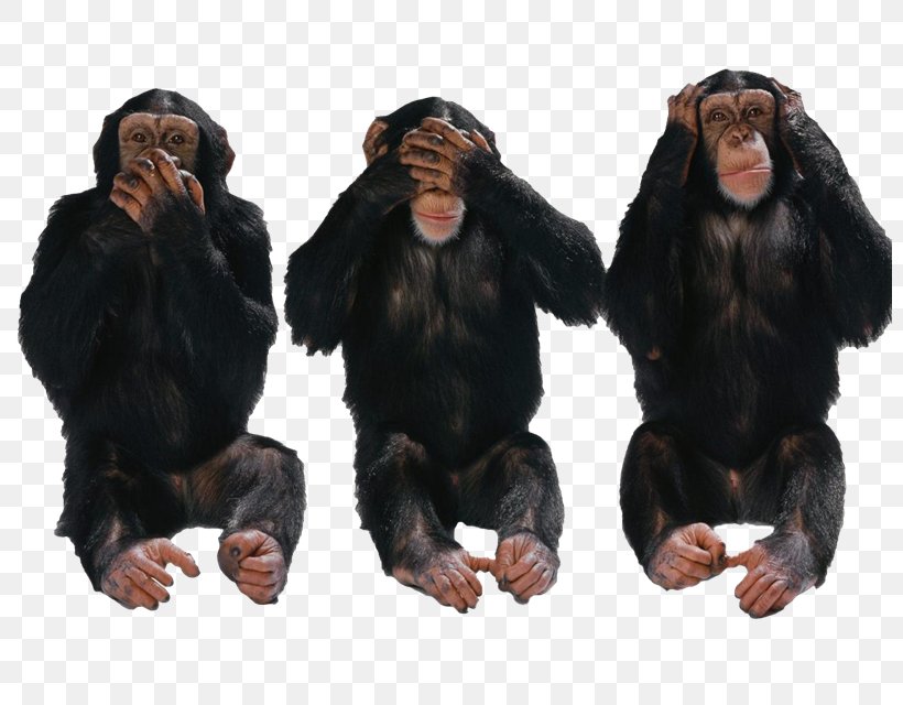 Desktop Wallpaper Forty 2 Days The Billionaire Banker Three Wise Monkeys Mobile Phones, PNG, 800x640px, Three Wise Monkeys, Book, Child, Chimpanzee, Common Chimpanzee Download Free