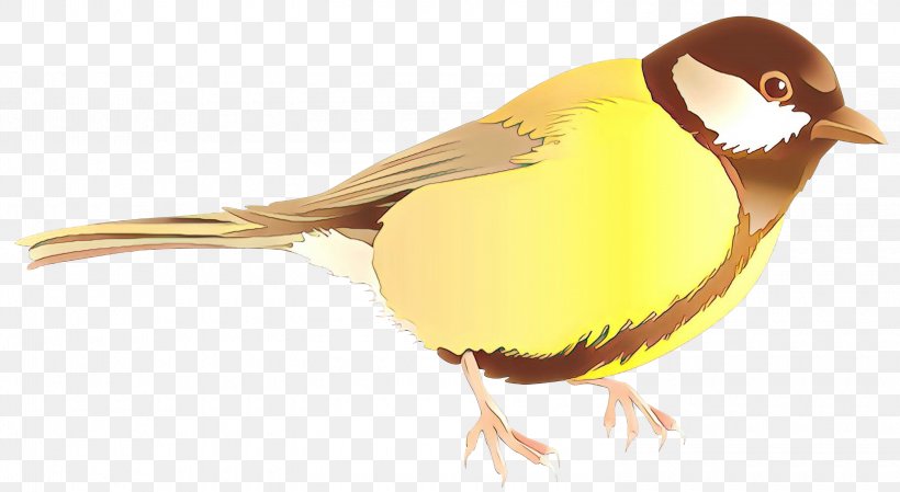 Beak Finches Fauna Old World Flycatchers, PNG, 3000x1645px, Beak, Atlantic Canary, Bird, Canary, Chickadee Download Free