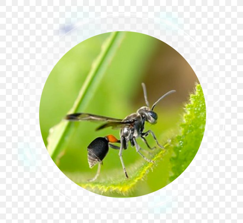 Characteristics Of Common Wasps And Bees Hornet Ant Pest Control, PNG, 800x752px, Bee, Ant, Arthropod, Hornet, Insect Download Free