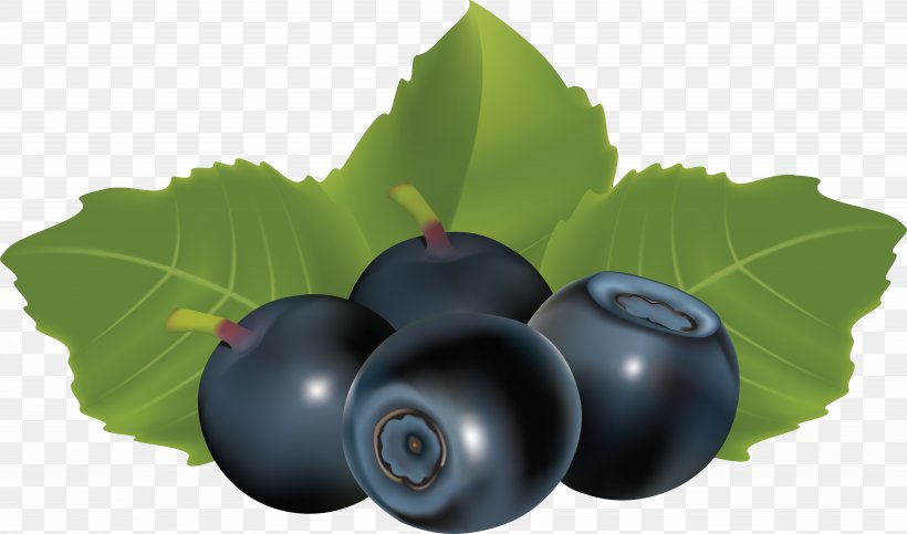 Blueberry Euclidean Vector Bilberry Clip Art, PNG, 5953x3511px, Blueberry Tea, Berry, Bilberry, Blueberry, Damson Download Free
