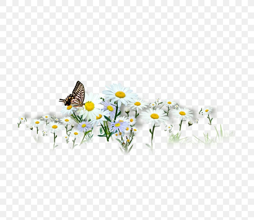 Butterfly Chrysanthemum Indicum Chrysanthemum Xd7grandiflorum, PNG, 709x709px, Butterfly, Bee, Chrysanthemum, Chrysanthemum Indicum, Chrysanthemum Xd7grandiflorum Download Free