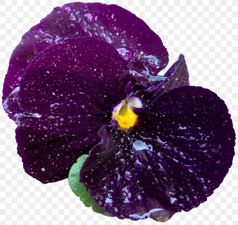 Pansy Herbaceous Plant, PNG, 1268x1199px, Pansy, Flower, Flowering Plant, Herbaceous Plant, Iris Download Free