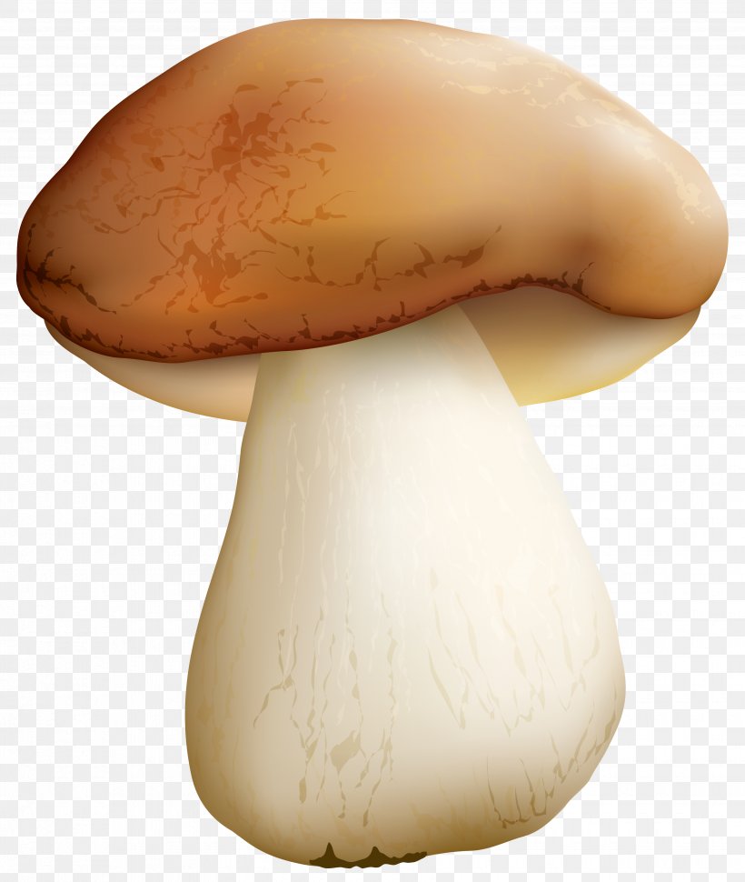 Pleurotus Eryngii Mushroom Clip Art, PNG, 3505x4149px, Mushroom, Agaricaceae, Agaricomycetes, Common Mushroom, Edible Mushroom Download Free