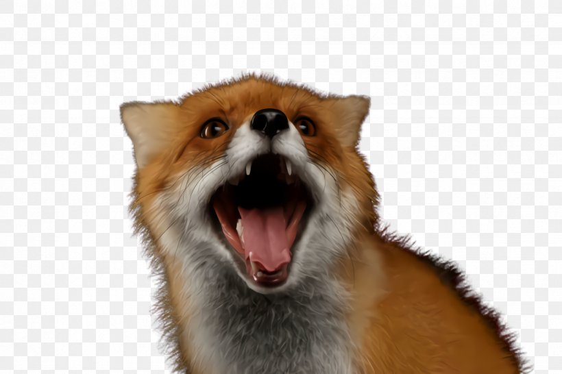 Red Fox Facial Expression Fox Snout Whiskers, PNG, 2448x1632px, Red Fox, Facial Expression, Fox, Snout, Whiskers Download Free