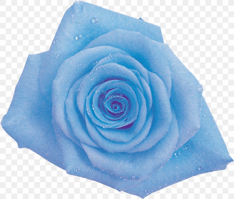 Blue Rose Garden Roses Cabbage Rose Cut Flowers, PNG, 1297x1107px, Blue Rose, Blue, Cabbage Rose, Cut Flowers, Flower Download Free
