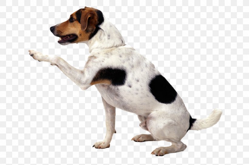 Jack Russell Terrier Puppy Pet Sitting Cat, PNG, 1097x728px, Jack Russell Terrier, American Foxhound, Cat, Companion Dog, Danish Swedish Farmdog Download Free