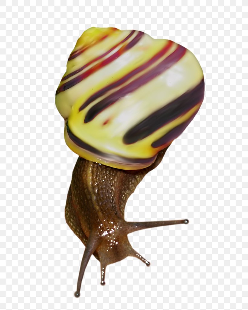 Snail Orthogastropoda Clip Art, PNG, 629x1024px, Snail, Albom, Invertebrate, Molluscs, Orthogastropoda Download Free